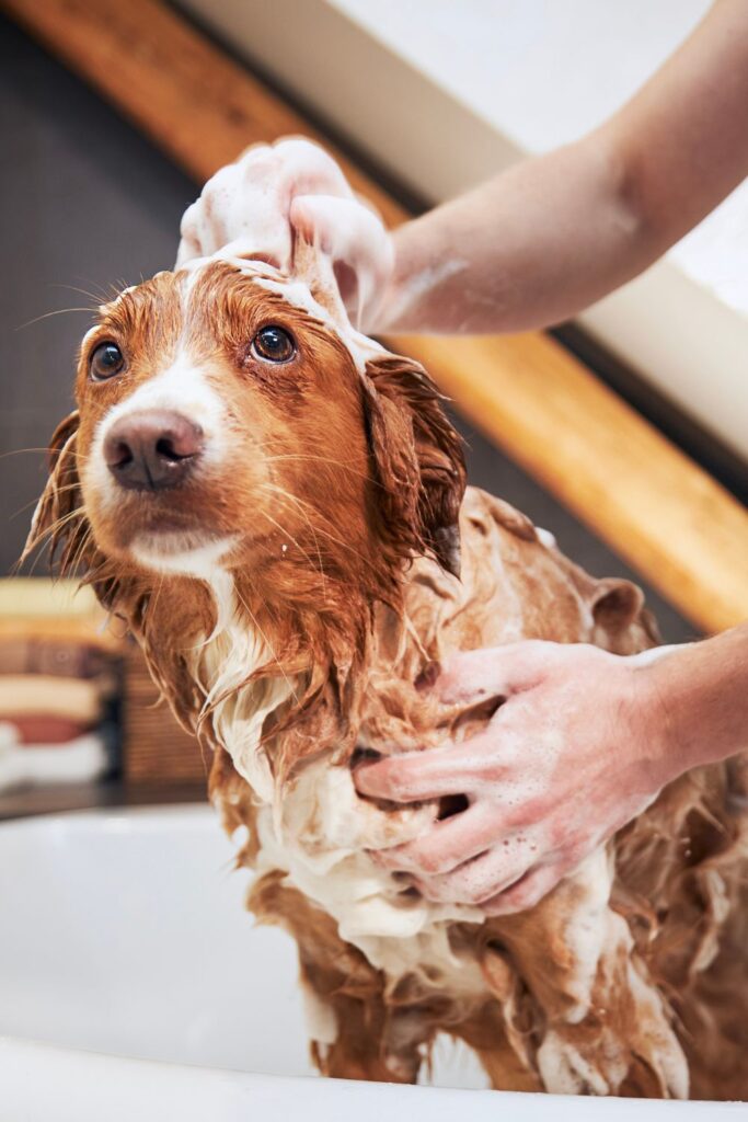 Basic Baking Soda and Cornstarch Diy Shampoo for Dogs
