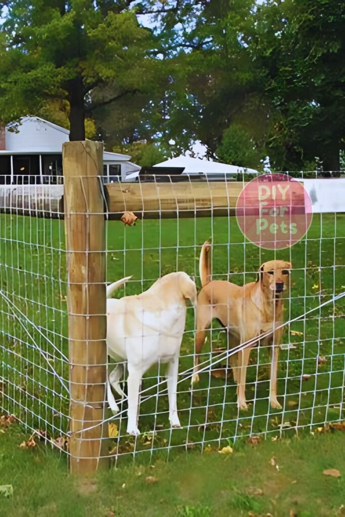 Chicken Wire Garden Dog Fence Diy