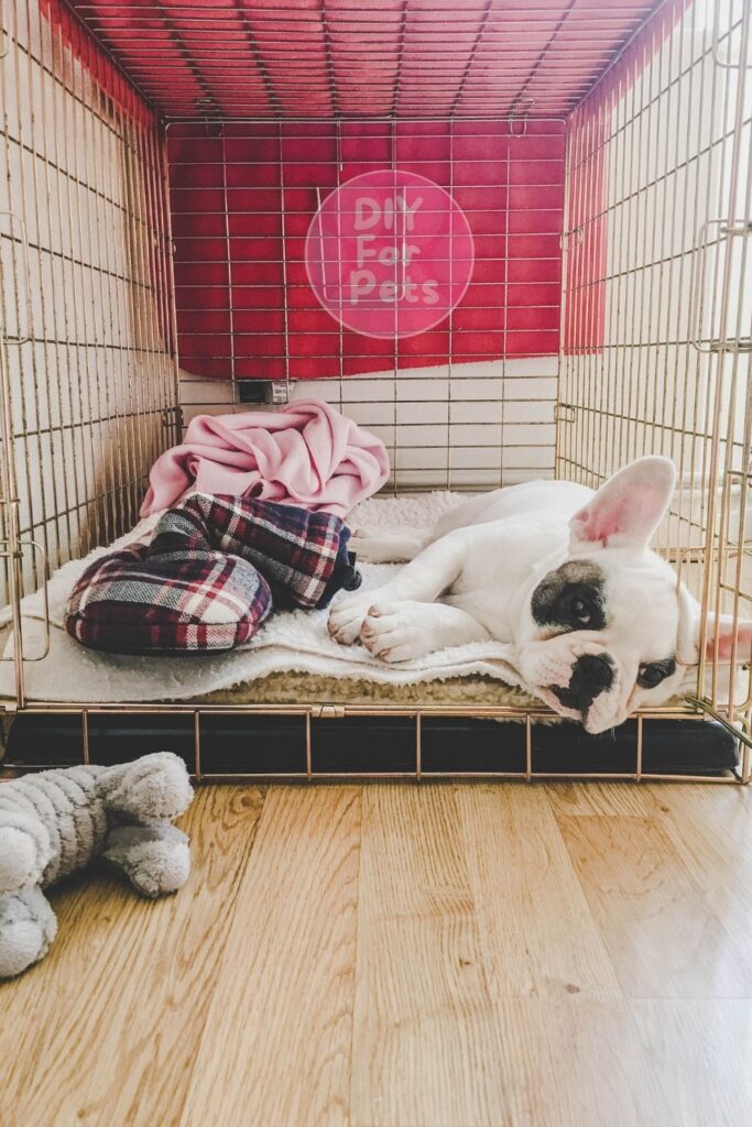 Cute Dog in Diy Crate