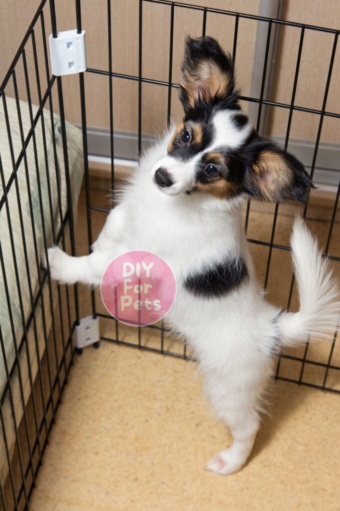 Cute Doggy at Crate