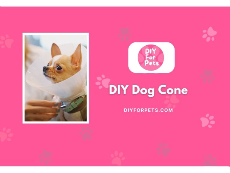 DIY Dog Cone
