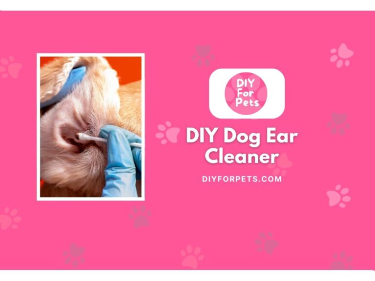 DIY Dog Ear Cleaner