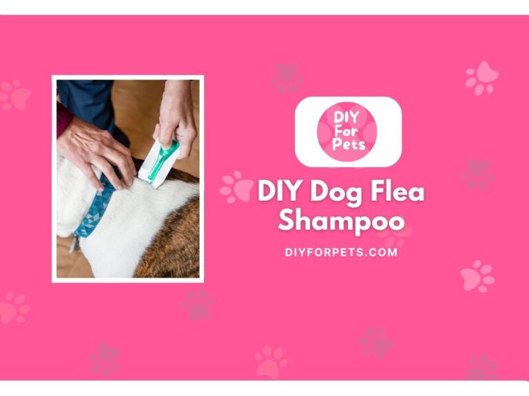 DIY Dog Flea Shampoo