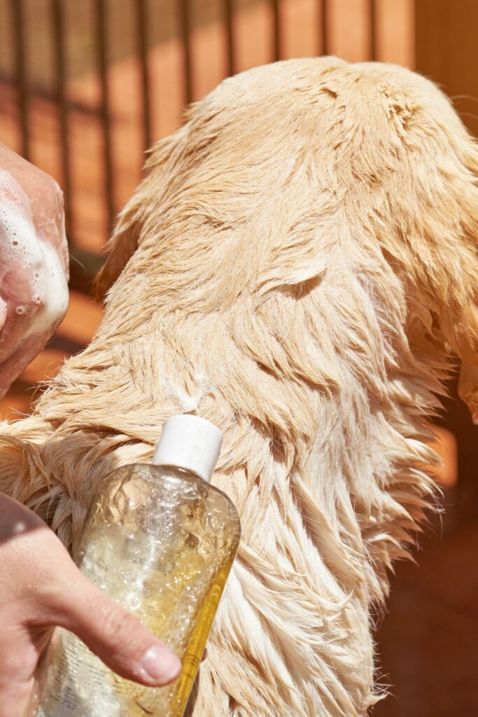 Diatomaceous Earth Dry Diy Shampoo for Flea Control for Dogs