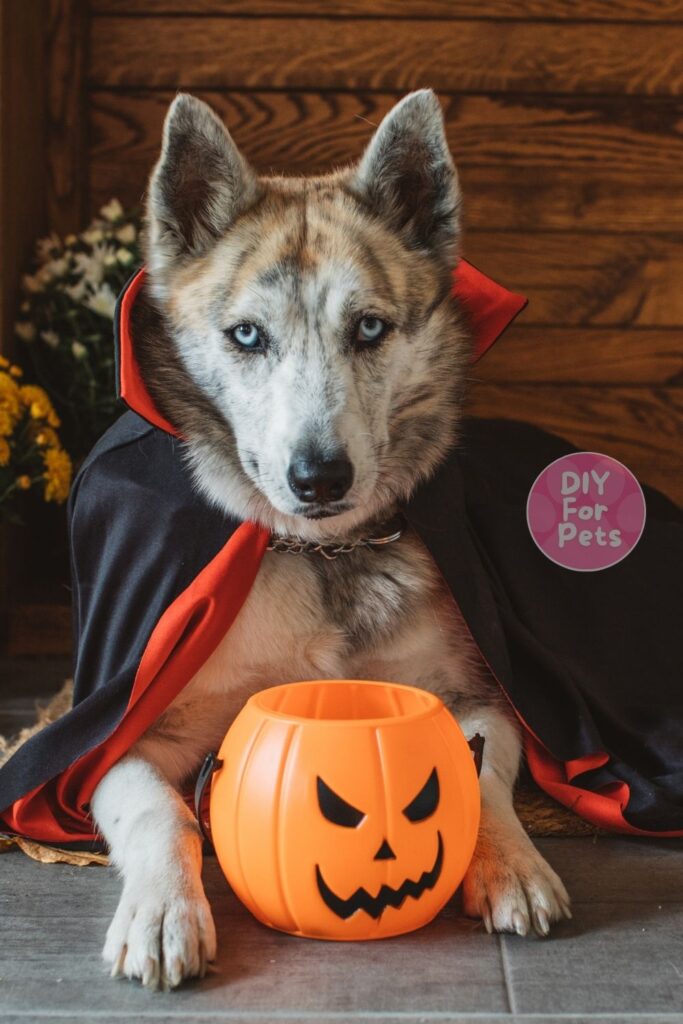 Diy Halloween dress for Dog