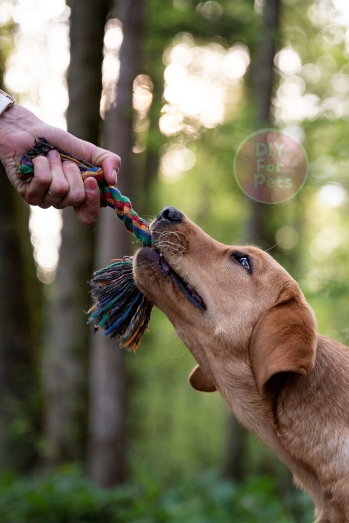 Diy T-Shirt Tug Toy for Dogs