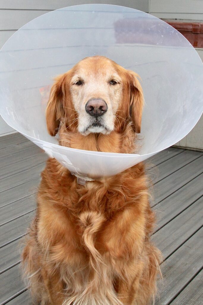 Dog cone Diy
