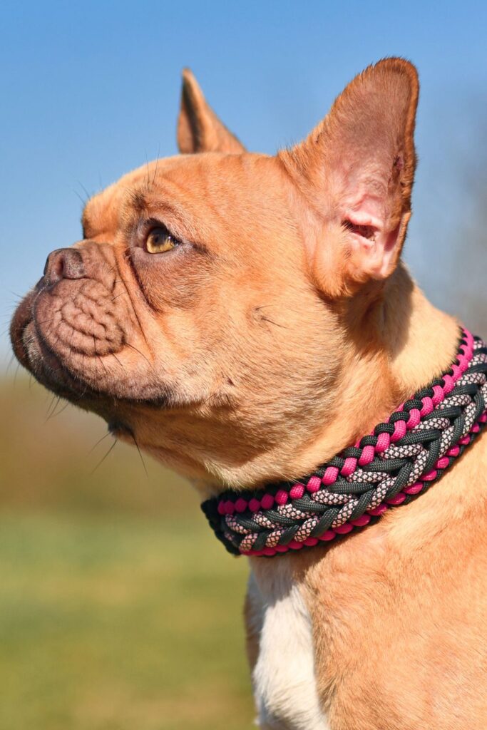 Dog-wearing-Paracord-Belt