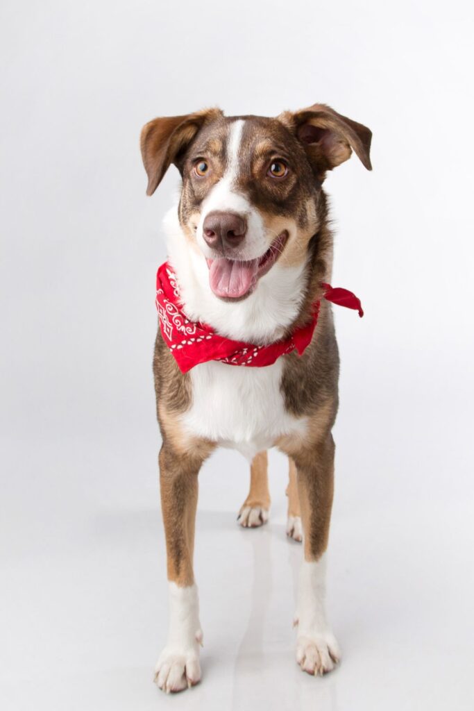 Dog-wearing-colorfu-belt