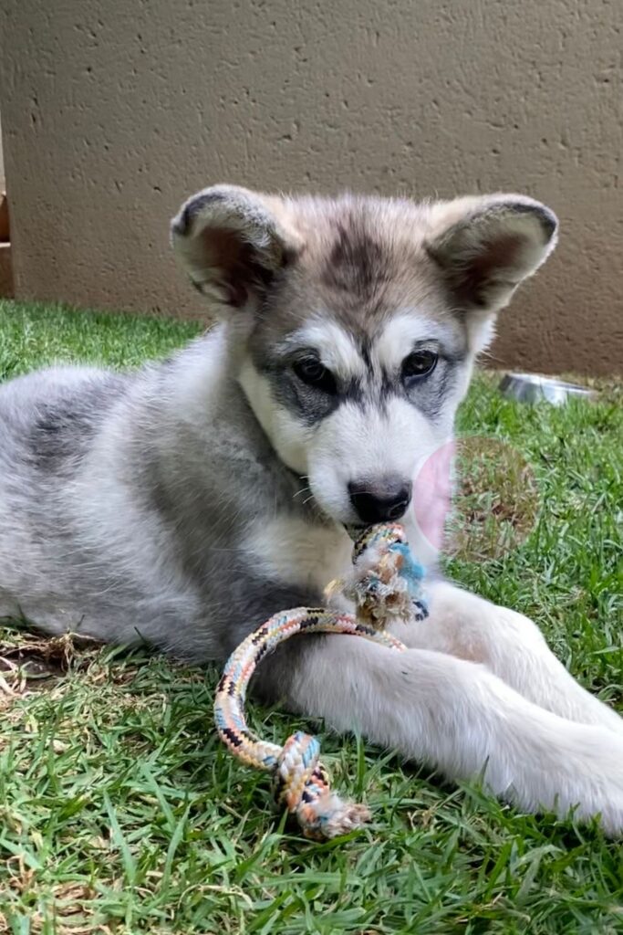 Dogs DIY Tug Rope Toy