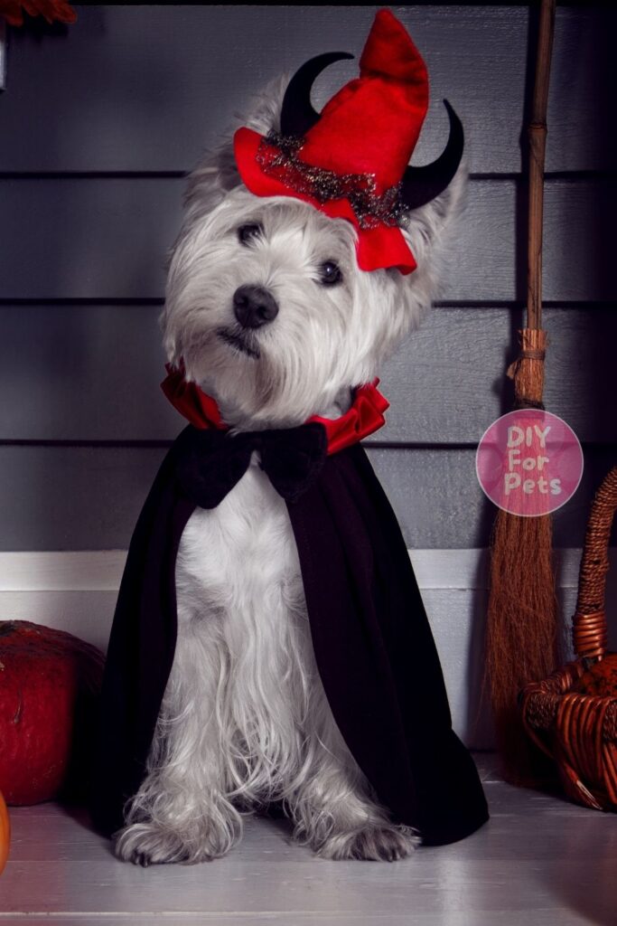 Halloween Cotume for Cute Doggy