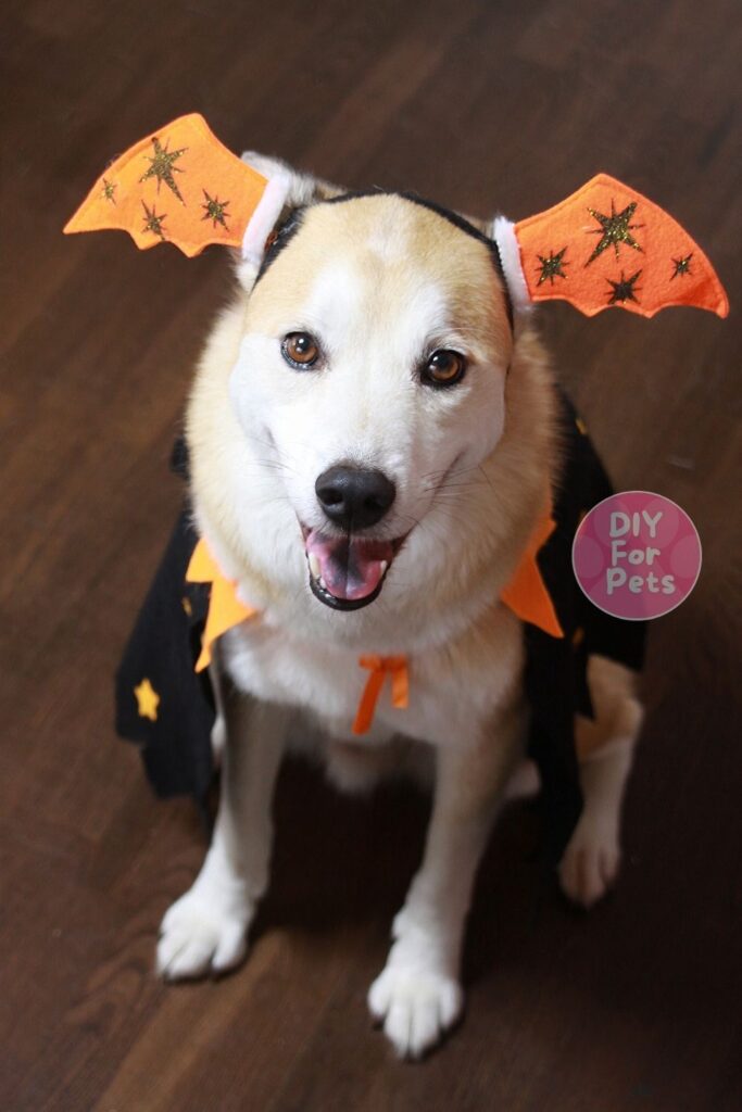 Halloween Dog Dress