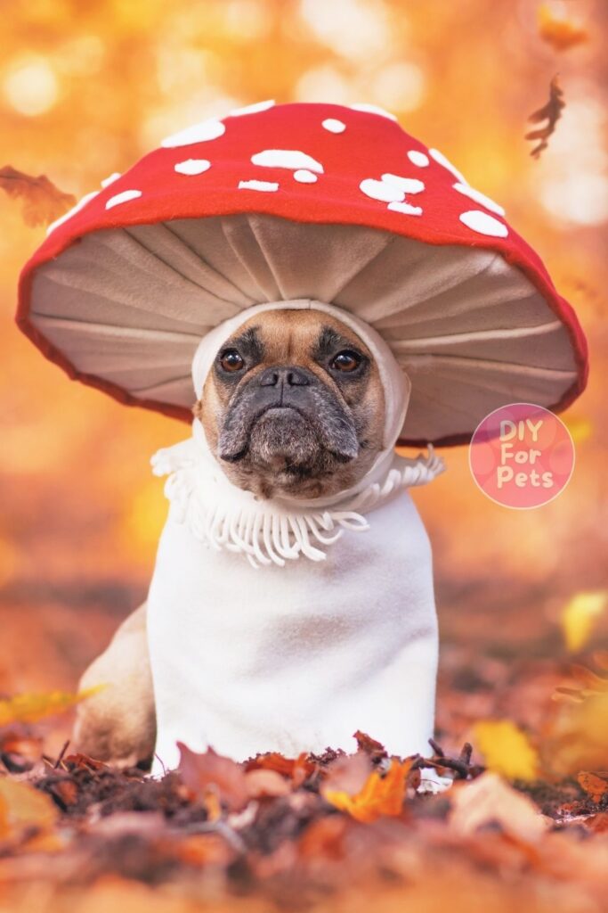 Mushroom Costume for Dogs