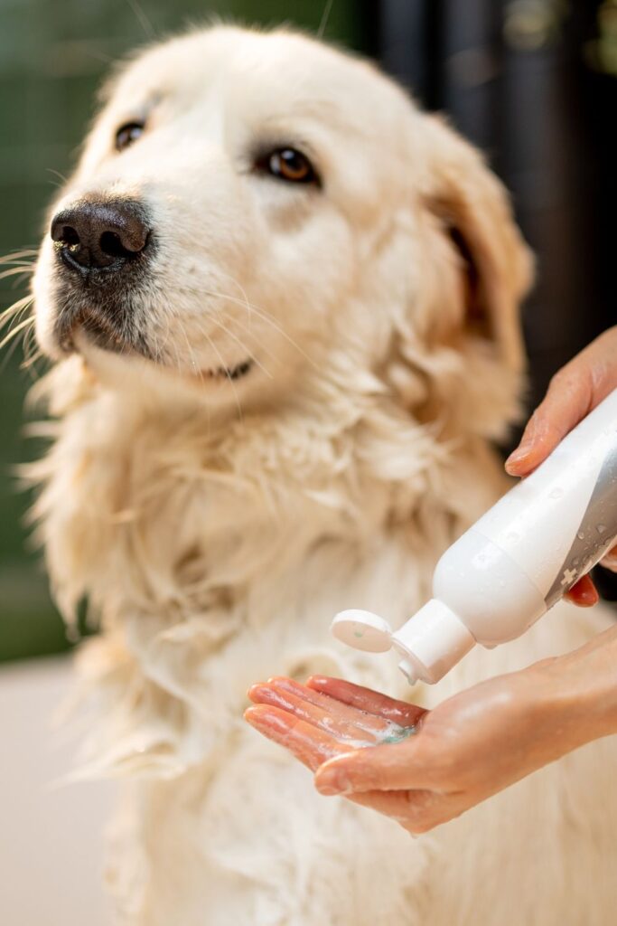 Oatmeal-Based Dry Shampoo for Sensitive Dog Skin