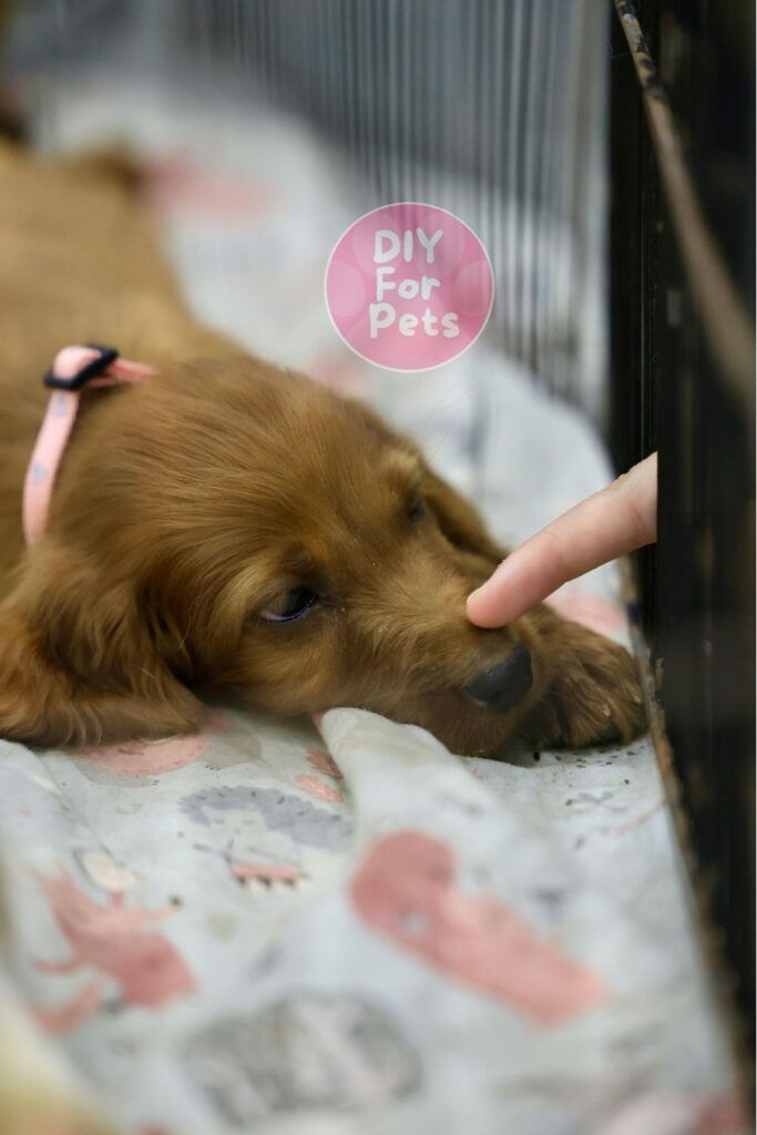 Puppy in Diy Crate