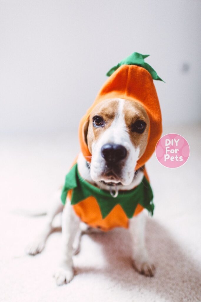 Simple Pumpkin costume