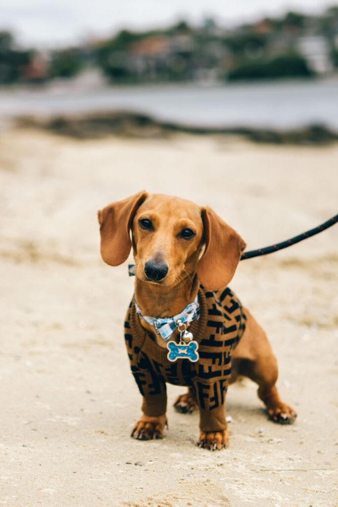 Small Dog Wearing Belt