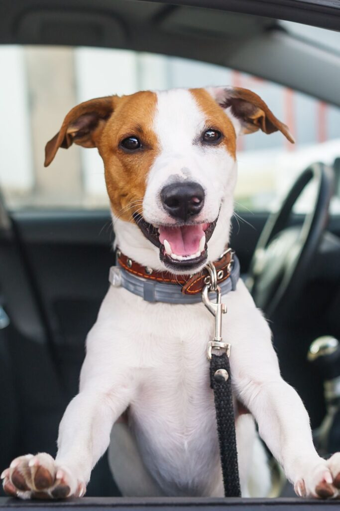 Small Dog Wearing Leather Belt