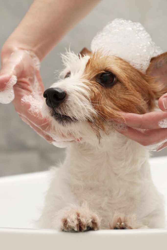 Soothing Lavender and Chamomile Dry Dog Shampoo Diy