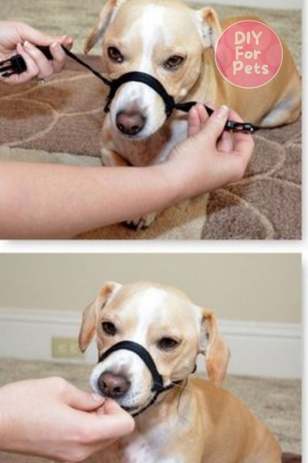 7 DIY Dog Muzzle Plans To Make Today (Easily) - DIY For Pets