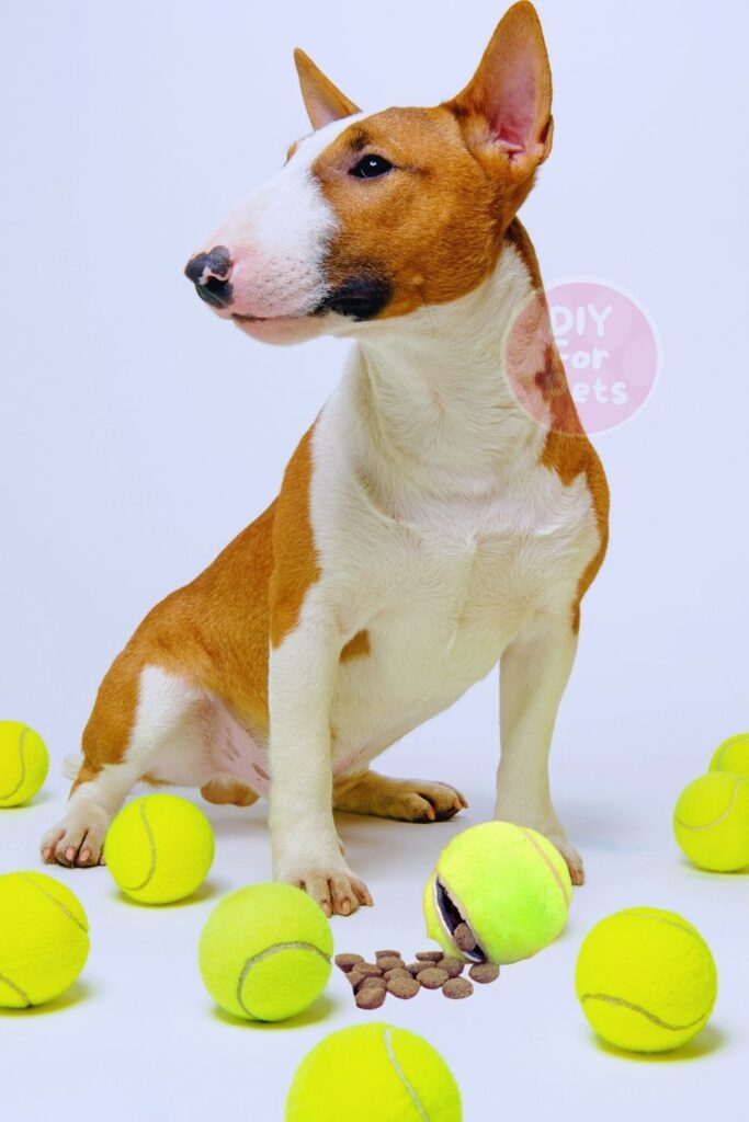 Tennis Ball Treat Puzzle Diy for Dogs