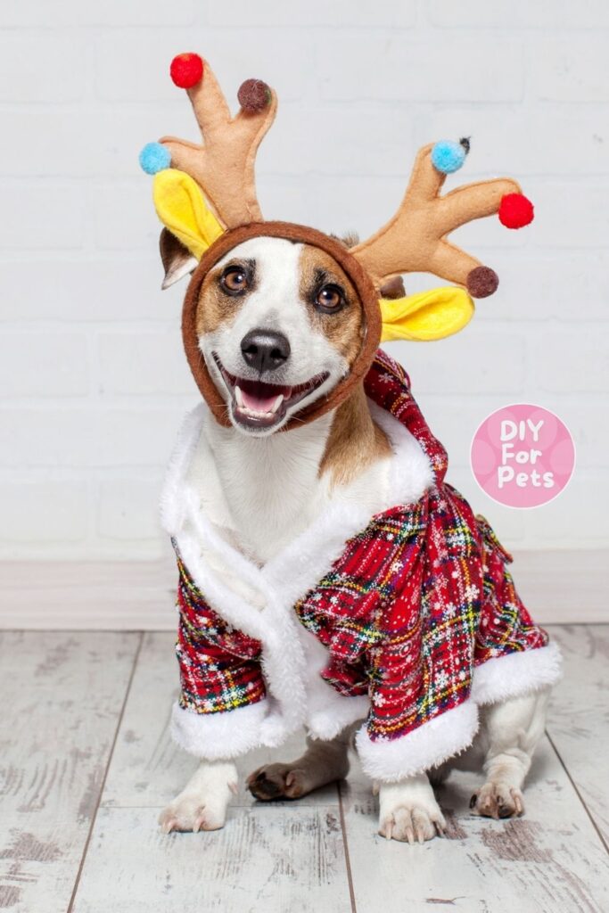Xmas Costume for Dog Diy