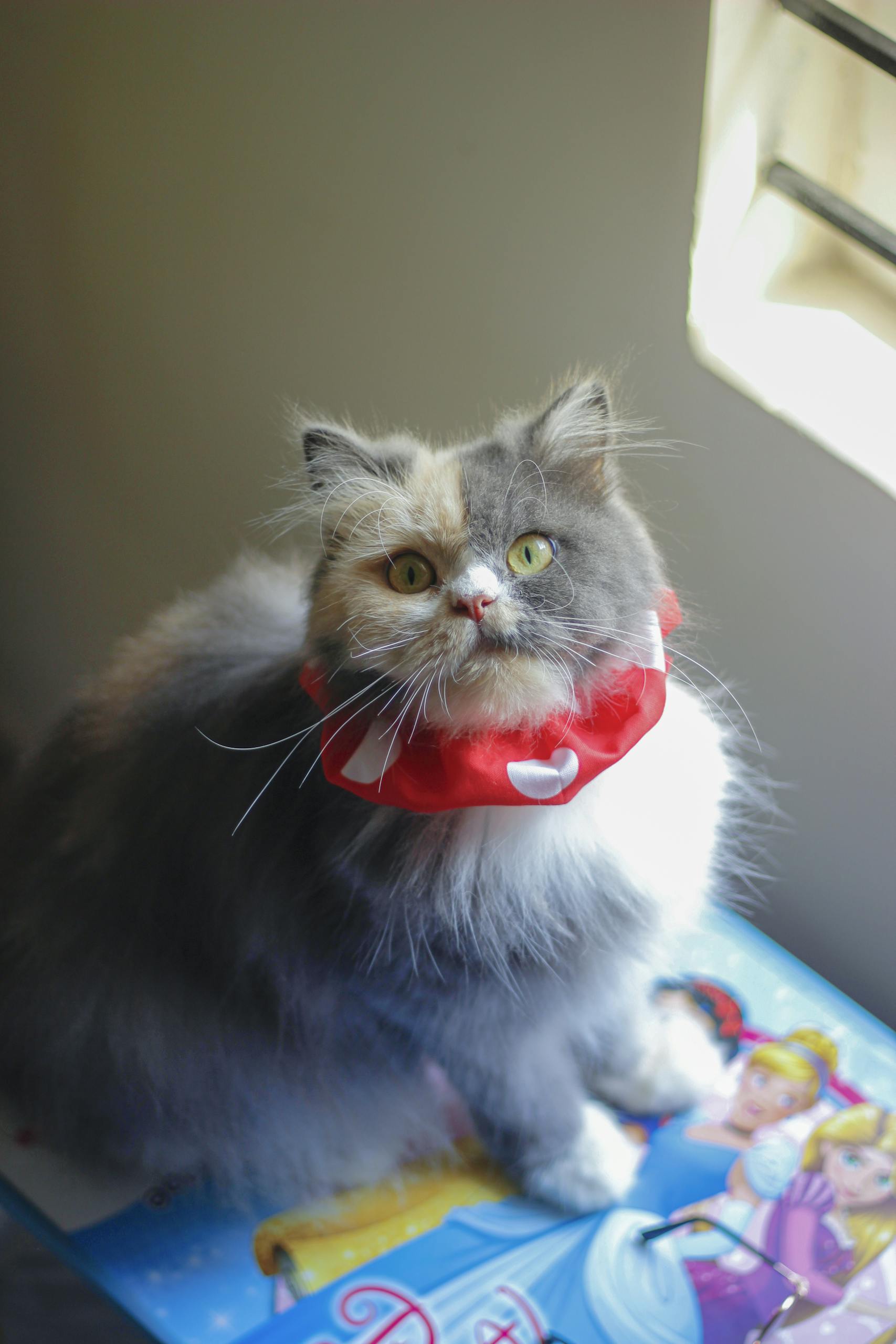 Cat Collar DIY