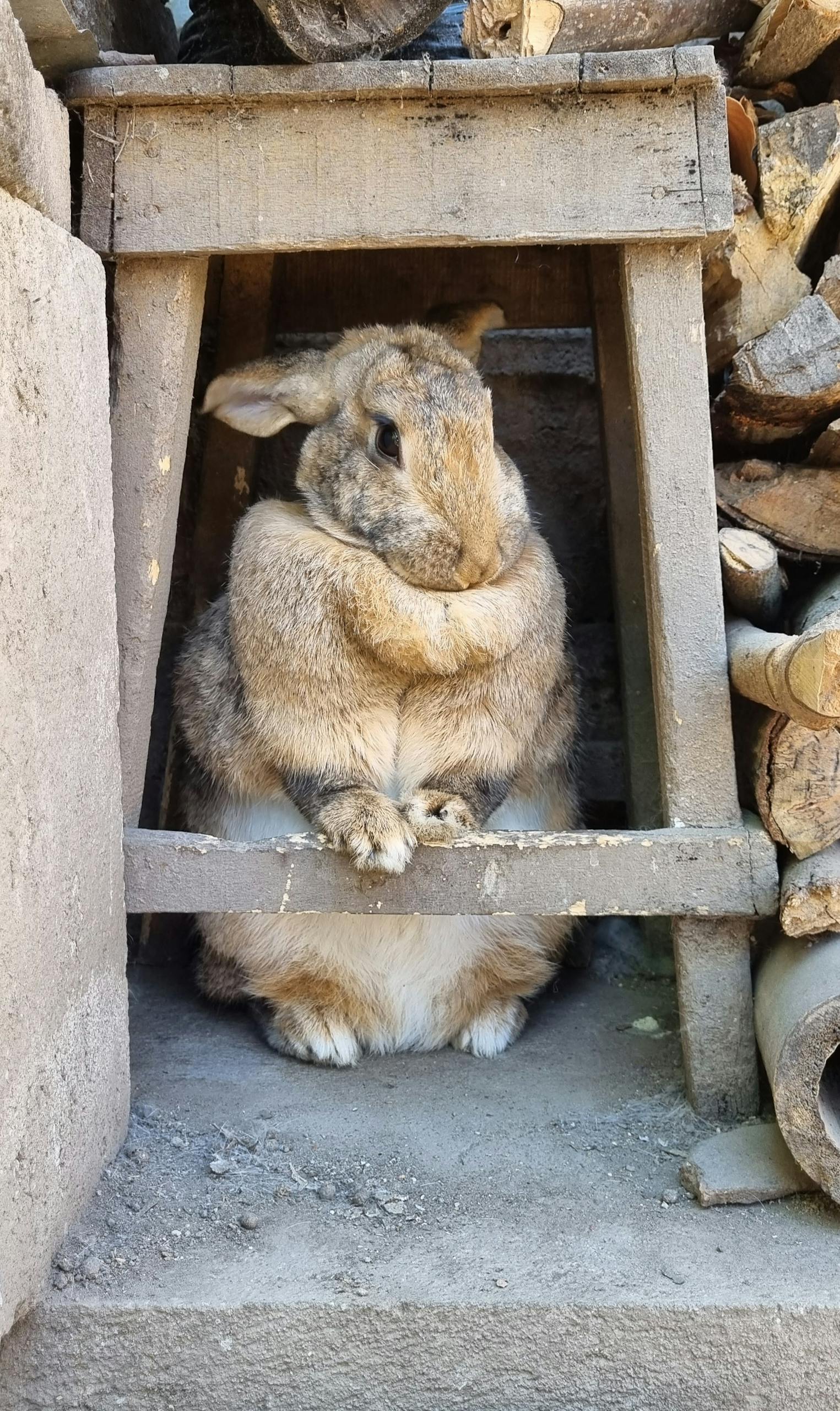 Rabbit Playtime