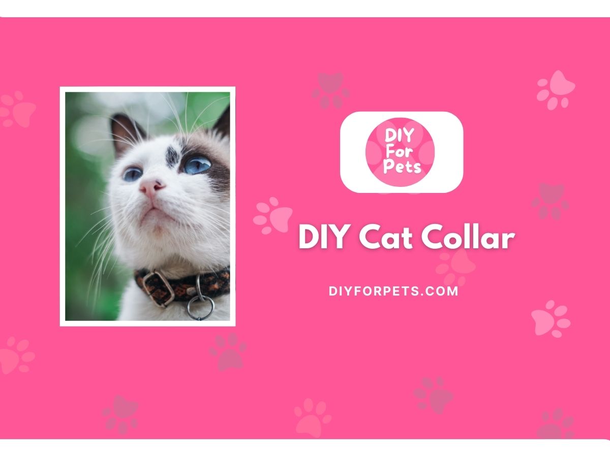 DIY Cat Collar