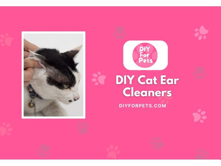 5 DIY Cat Ear Cleaners For Easy & Safe Cleaning