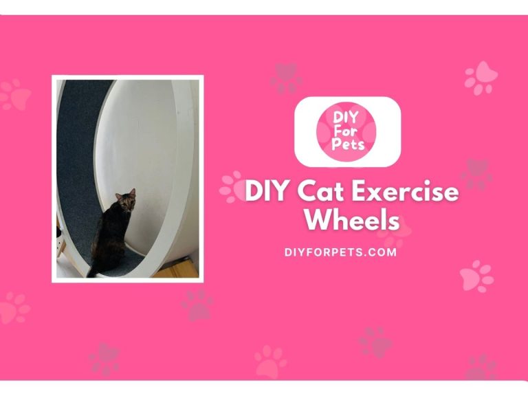 DIY Cat Exercise Wheels