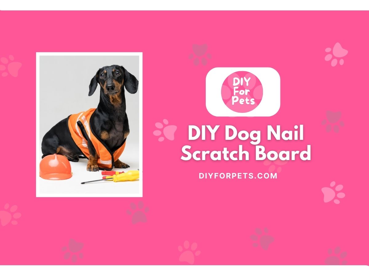 DIY Dog Nail Scratch Board