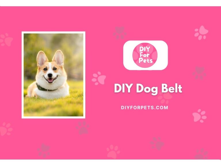 DIY dog belt cover image