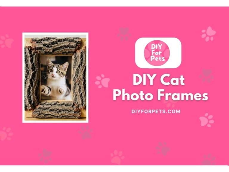 DIY Cat photo frames cover image